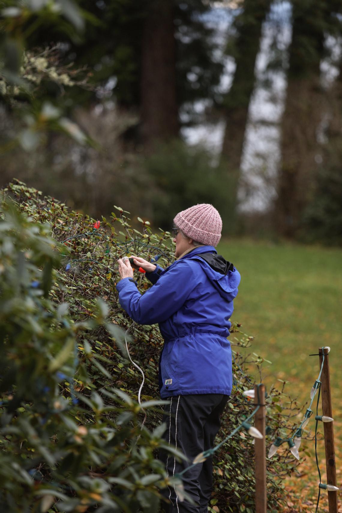 A volunteer strings lights up on a bush at Milner Gardens