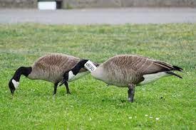 Two Canada geese on grass with the tagging collars on their necks
