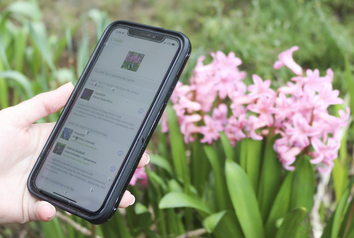 A close up of someone holding a phone near pink flowers.