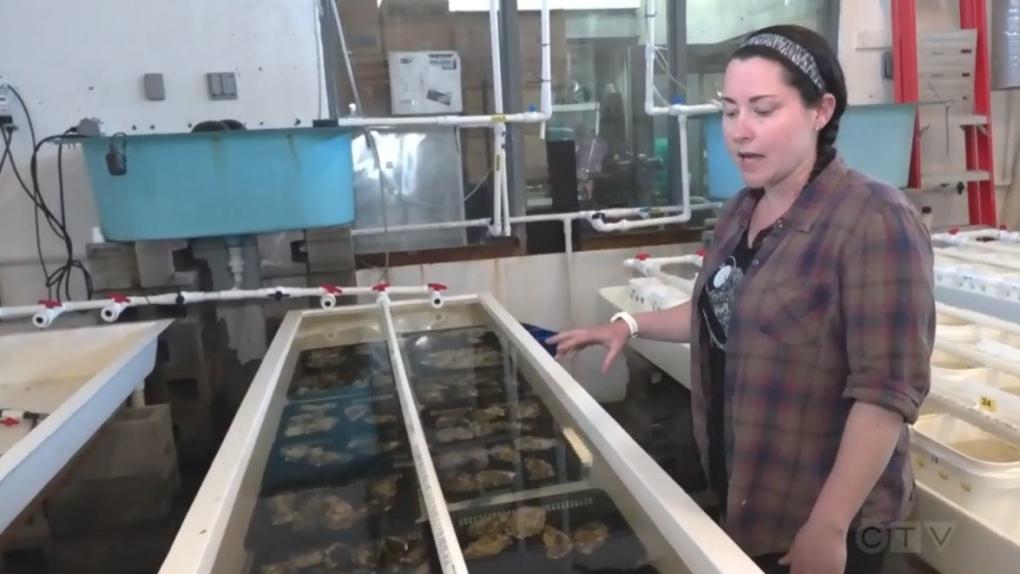 Woman shows off oyster tanks at VIU's Deep Bay Marine Field Station
