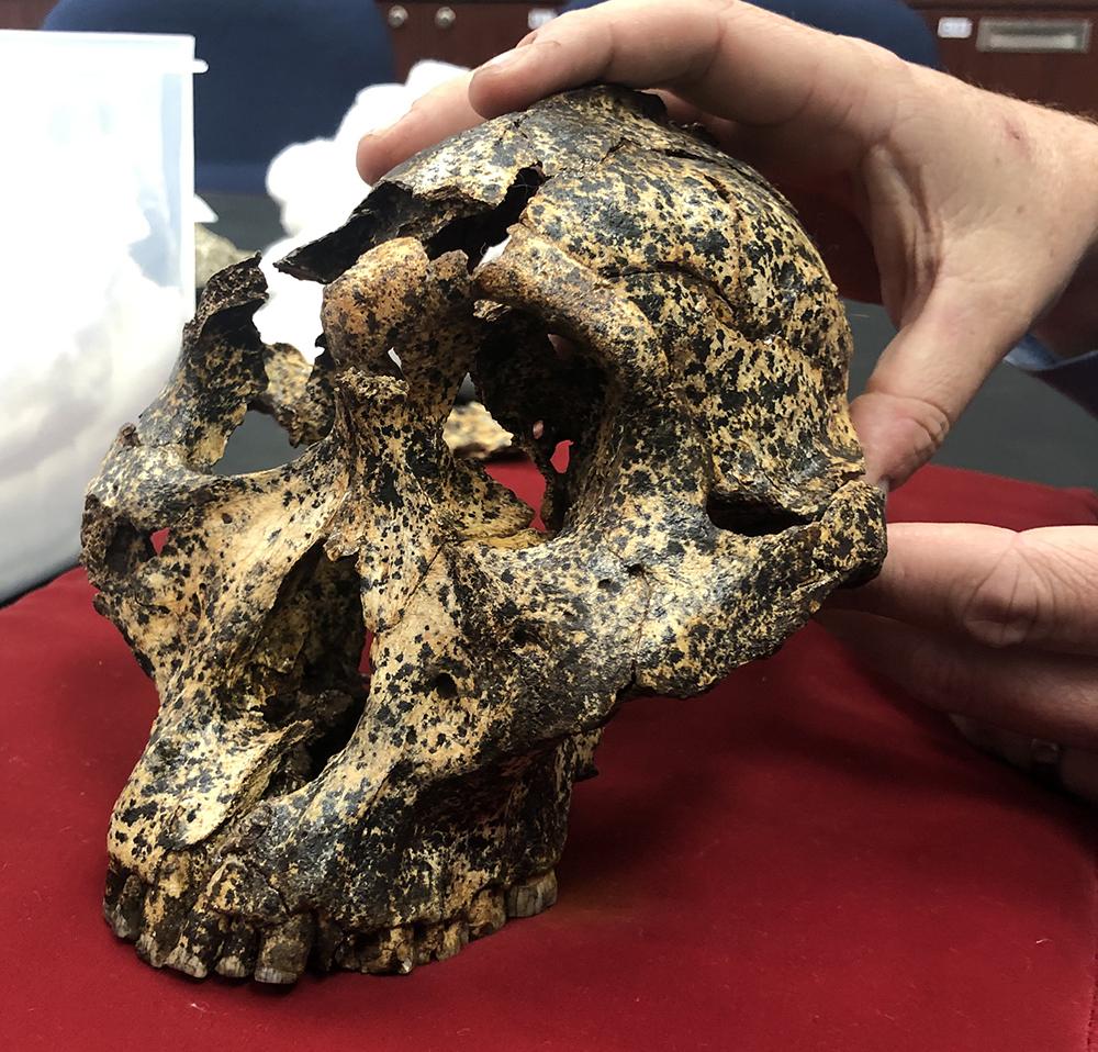 The Paranthropus robustus skull.