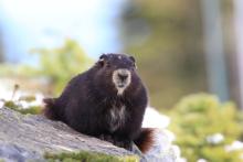 An brown Vancouver Island marmot sits on a grey rock with some green bushes around it.