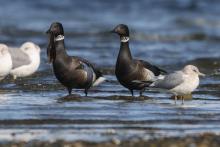 Two Brant gees walk along the shoreline of a beach.