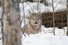 A Canada Lynx in the forest