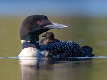 A common loon swimming in a lake with a chick riding on its back.