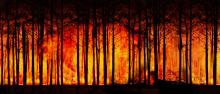A fire engulfing numerous trees.