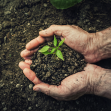 a pair of hands holding a handful of dirt with a small green sprout in the middle of it