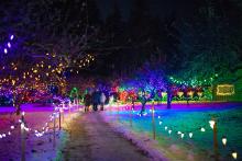 Three people walk along a lighted path that is illuminated with a rainbow light projection. Trees along the side of the path are strung with white, yellow, green and blue lights.