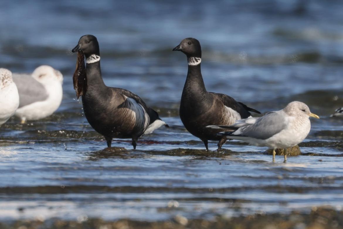 Two Brant gees walk along the shoreline of a beach.