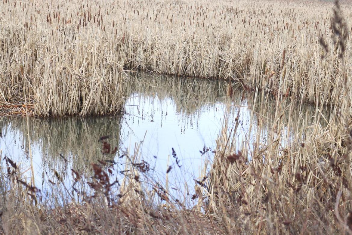 Image of marsh