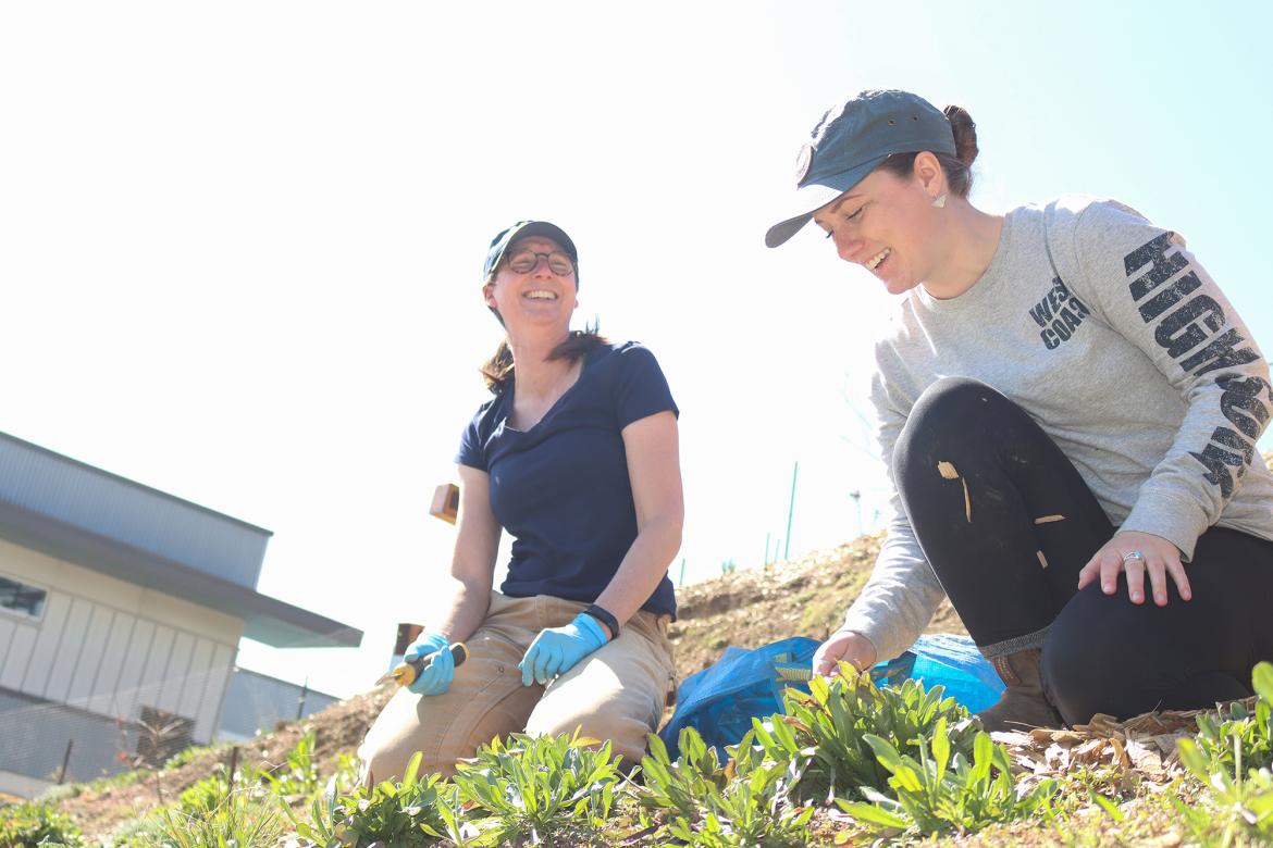 Caroline Josefsson, left, and VIU student Megan Kollman, sit on a hill weeding a section with several small green plants.