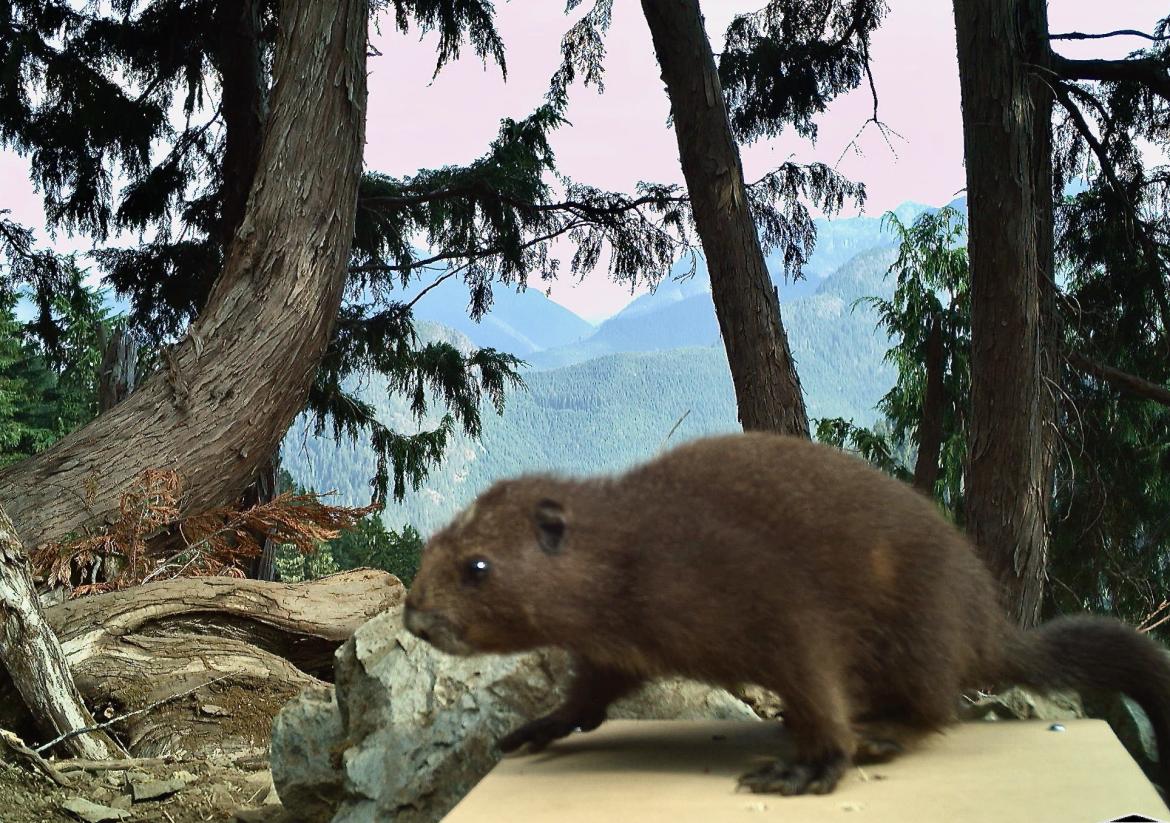 A Vancover Island marmot sitting on top of a remote electronic weigh scale in the woods