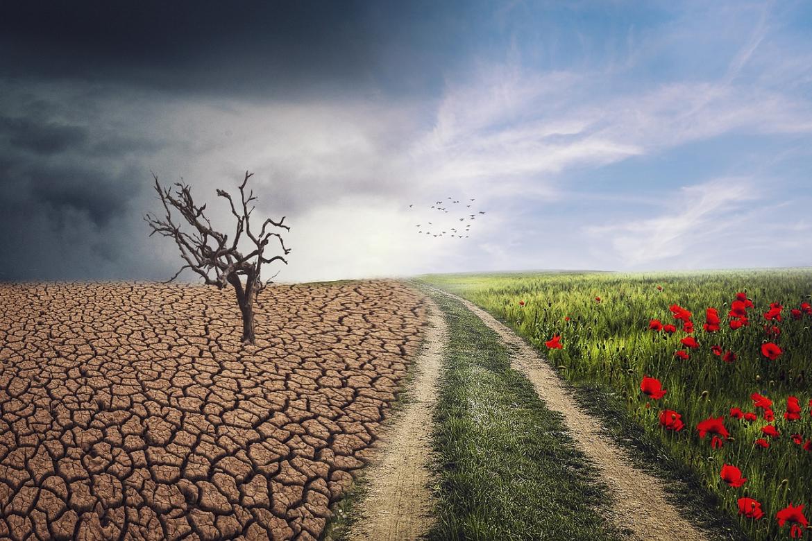 Picture of a landscape scene with one half a dried-up desert and the other half a grassy, flower meadow