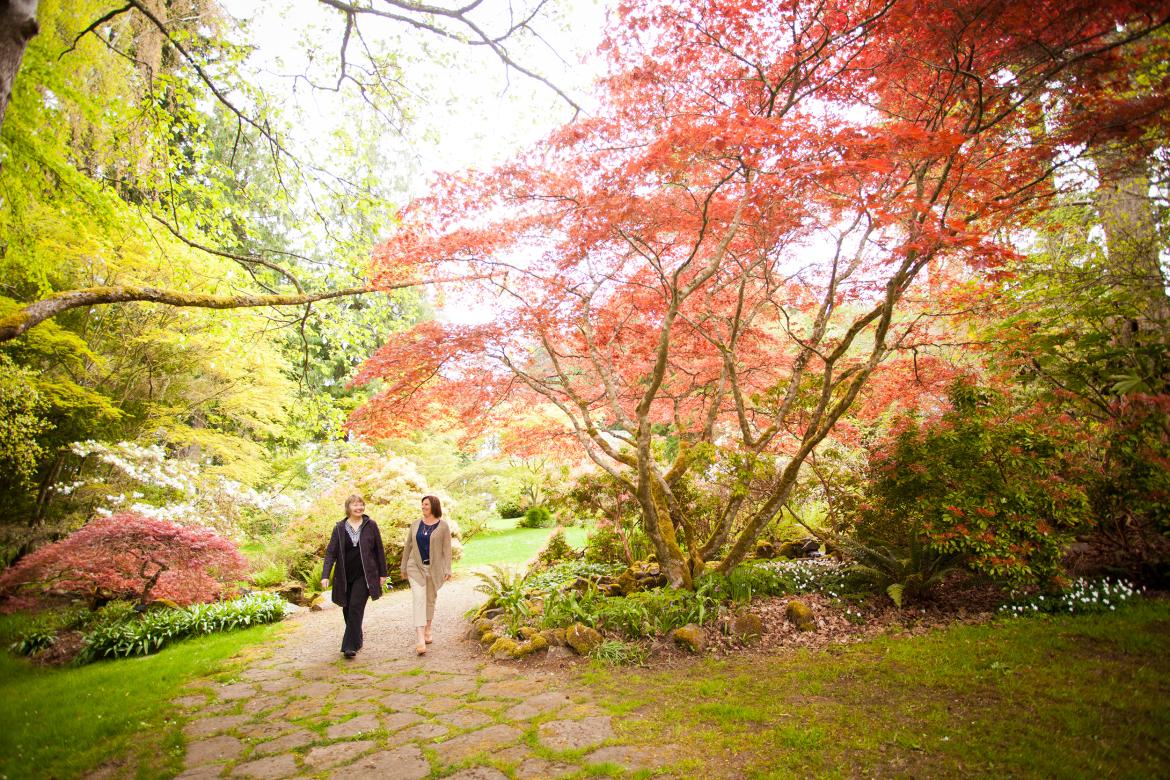 Two people walk along a path near a tree with red leaves at Milner Gardens & Woodland.