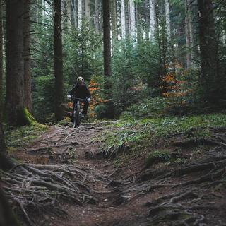 A mountain biker navigates a rooty trail in the forest