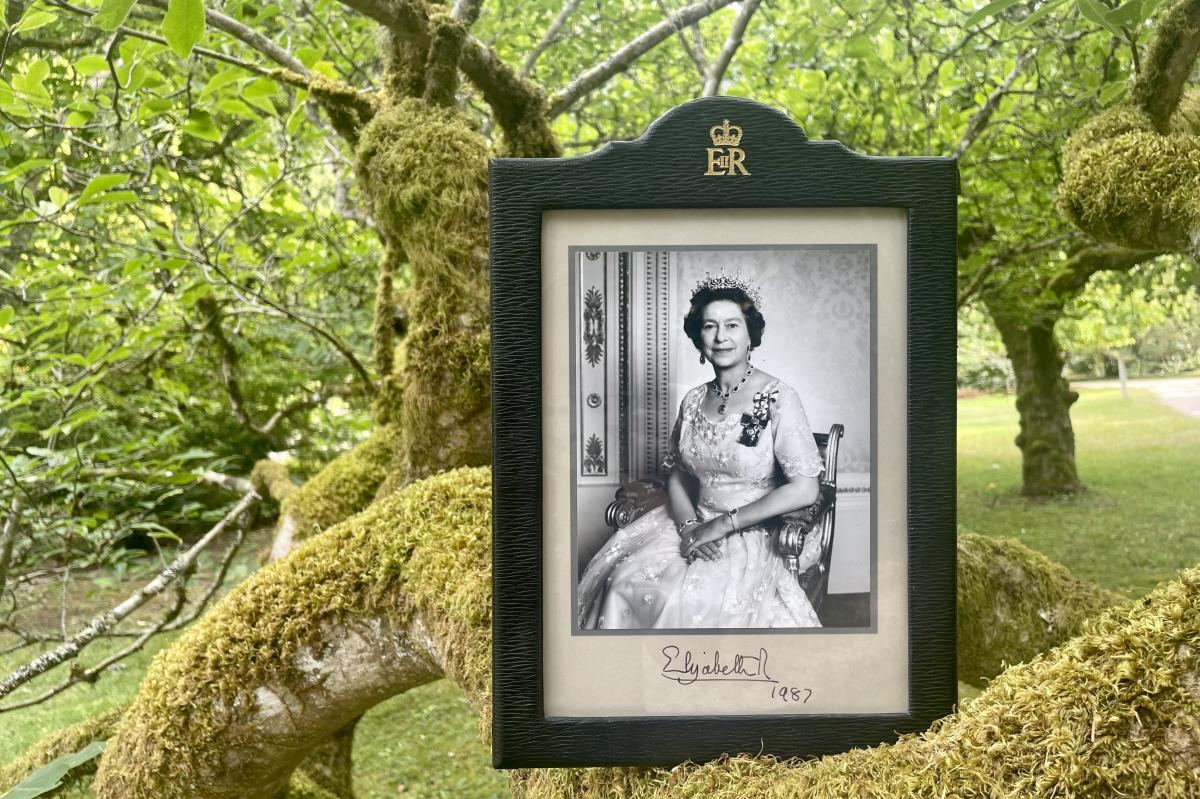 Signed portrait of Queen Elizabeth on a tree branch