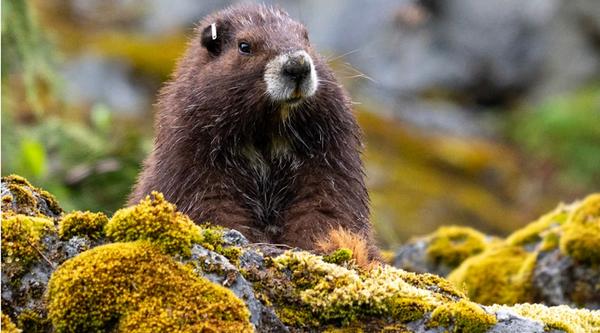 A Vancouver Island marmot in a mountain landscape