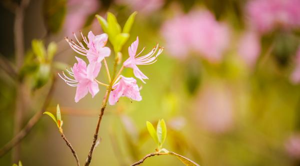 A pink flower.
