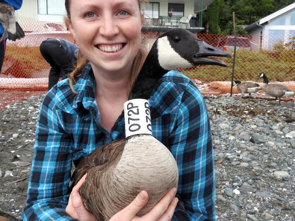 How is canada hotsell goose down harvested