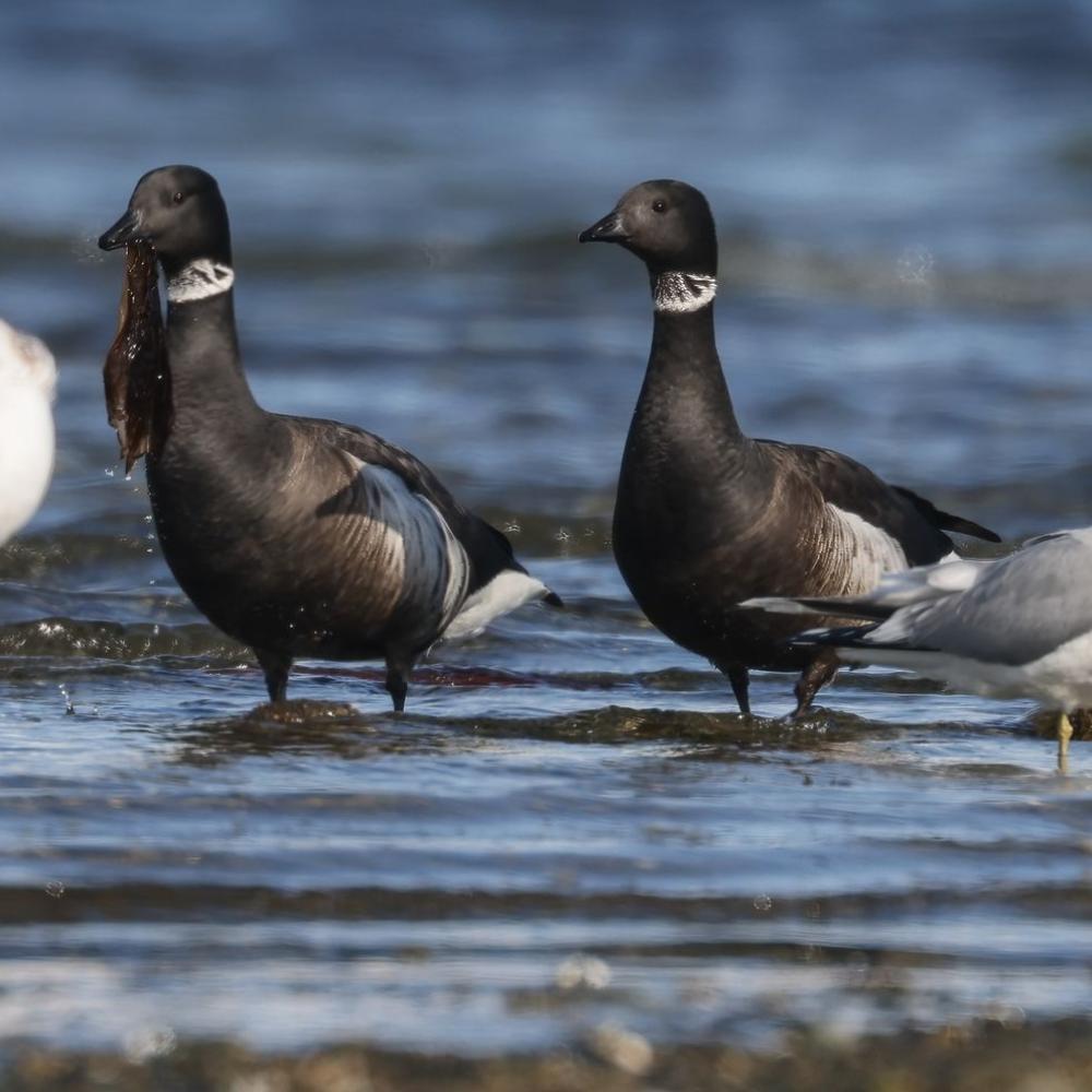 Raising a glass to nature: Brant Wildlife Festival celebrates biodiversity  and conservation | News | Vancouver Island University | Canada