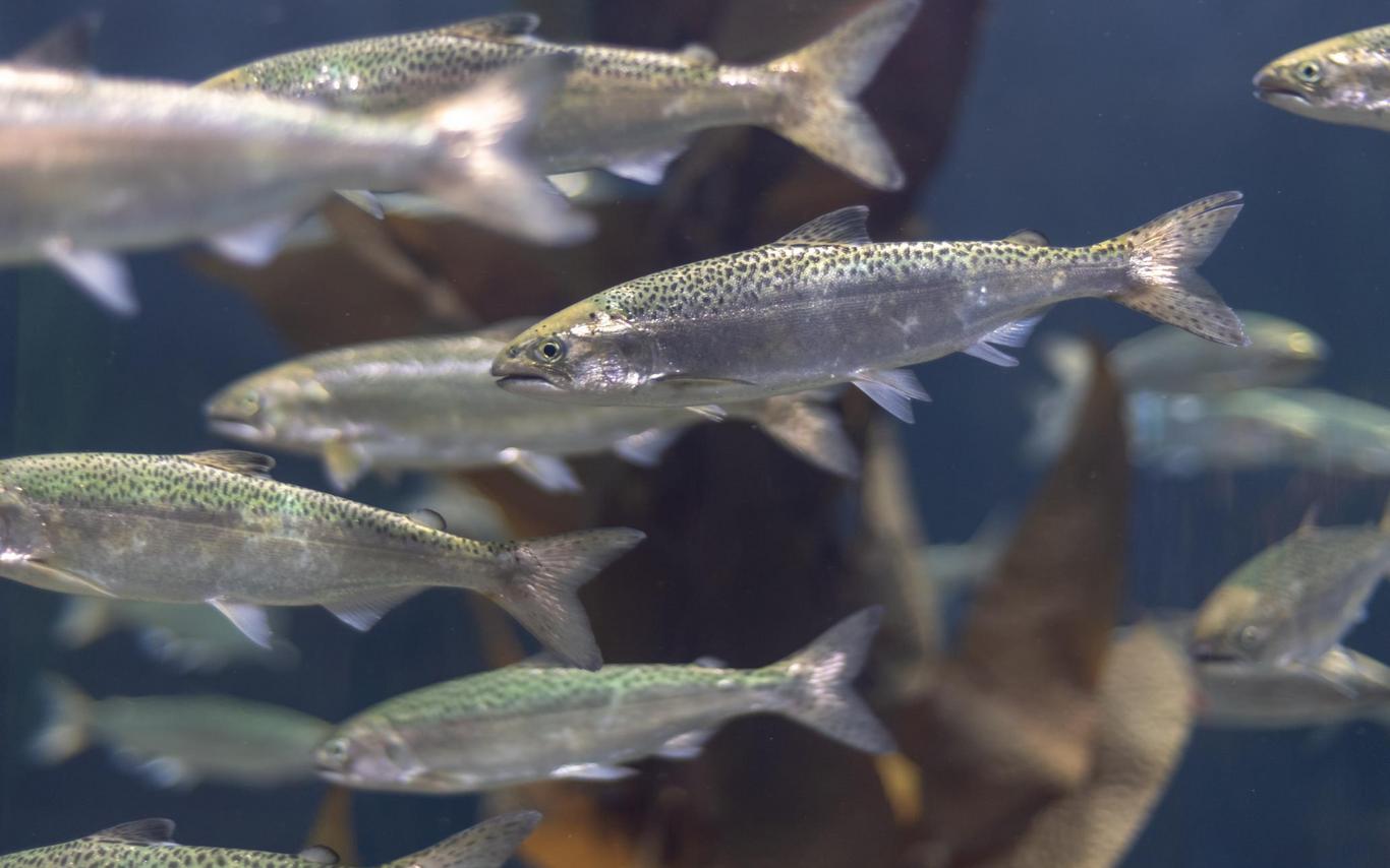 salmon swimming