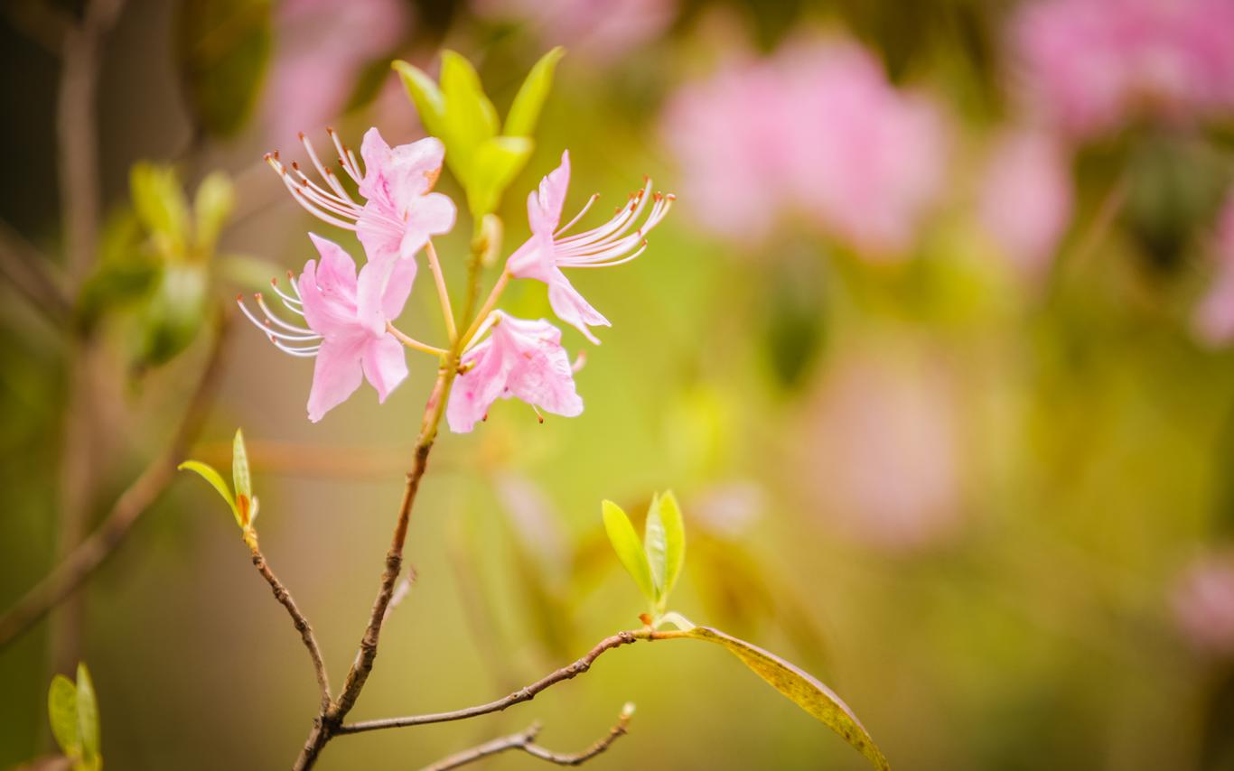 A pink flower.