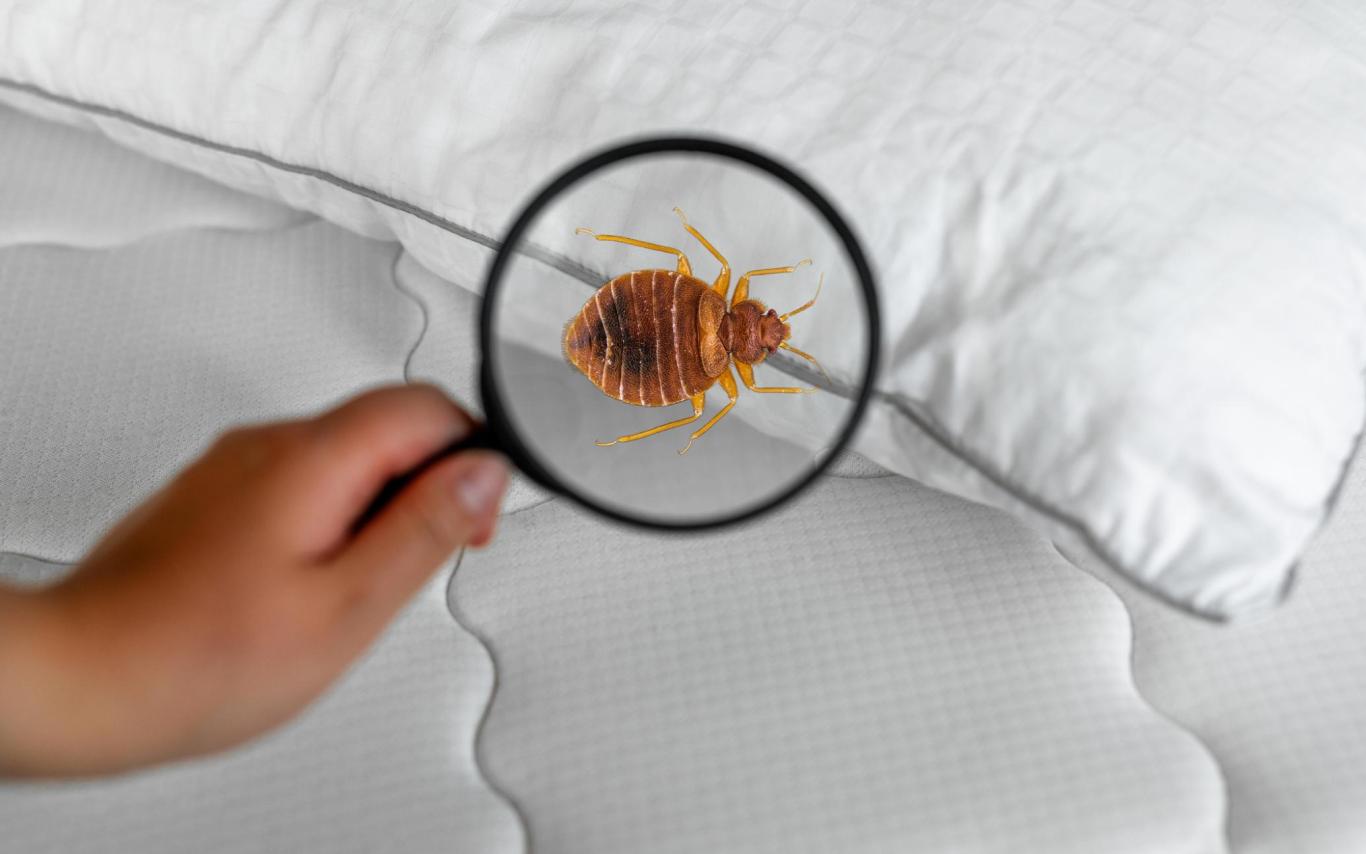 A magnifying glass reveals a bedbug on a bed