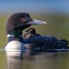 A common loon swimming in a lake with a chick riding on its back.