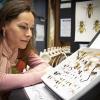 Dr. Jasmine Janes, a VIU Biology Professor, examines some of the insect specimens at the VIU Museum of Natural History. 