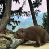 A Vancover Island marmot sitting on top of a remote electronic weigh scale in the woods