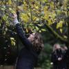 A volunteer strings up lights at Milner Gardens