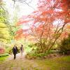 Two people walk along a path near a tree with red leaves at Milner Gardens & Woodland.