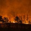 Wildfire with silhouettes of trees